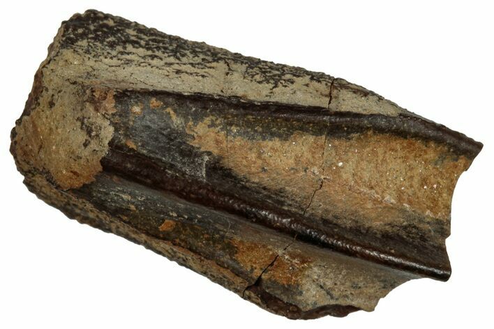 Fossil Hadrosaur (Edmontosaurus) Partial Tooth - Montana #352045